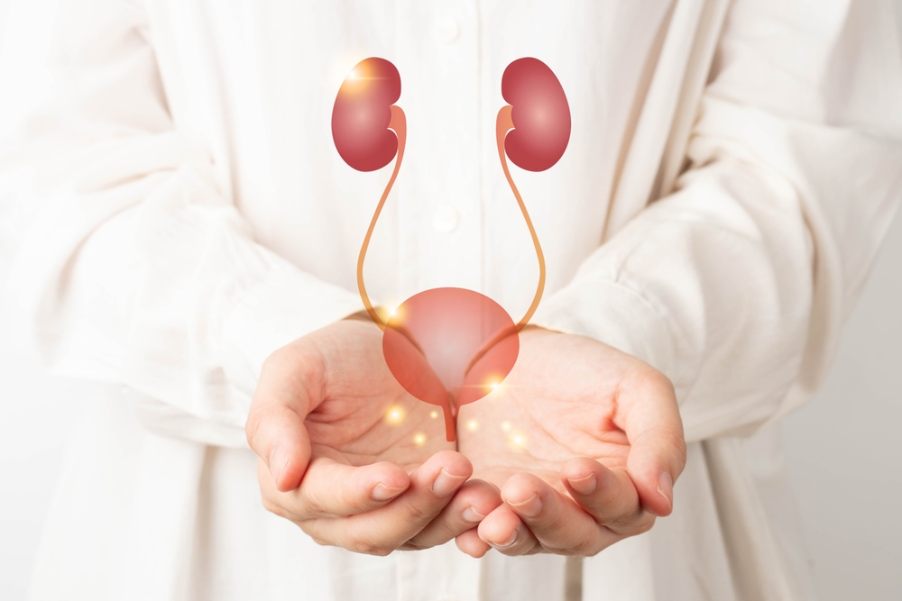 Human,urinary,system,kidneys,with,bladder,anatomy,on,doctor,hands.